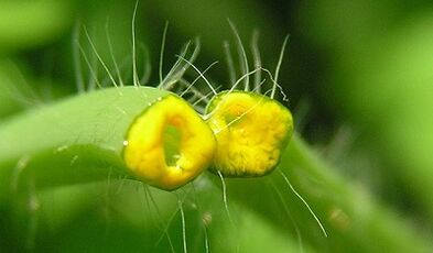kako se riješiti papiloma s celandine